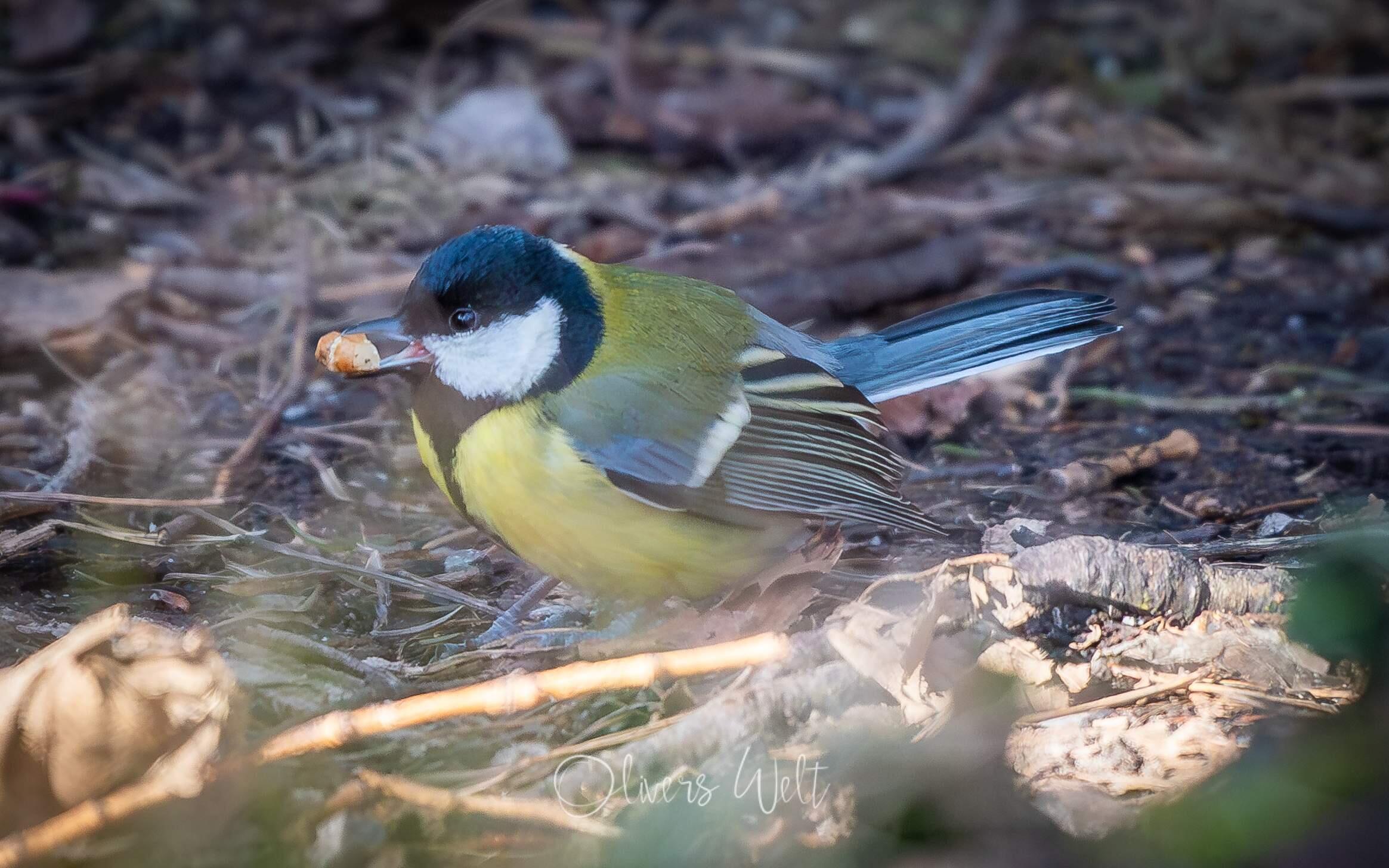 Bild ohne Beschreibung