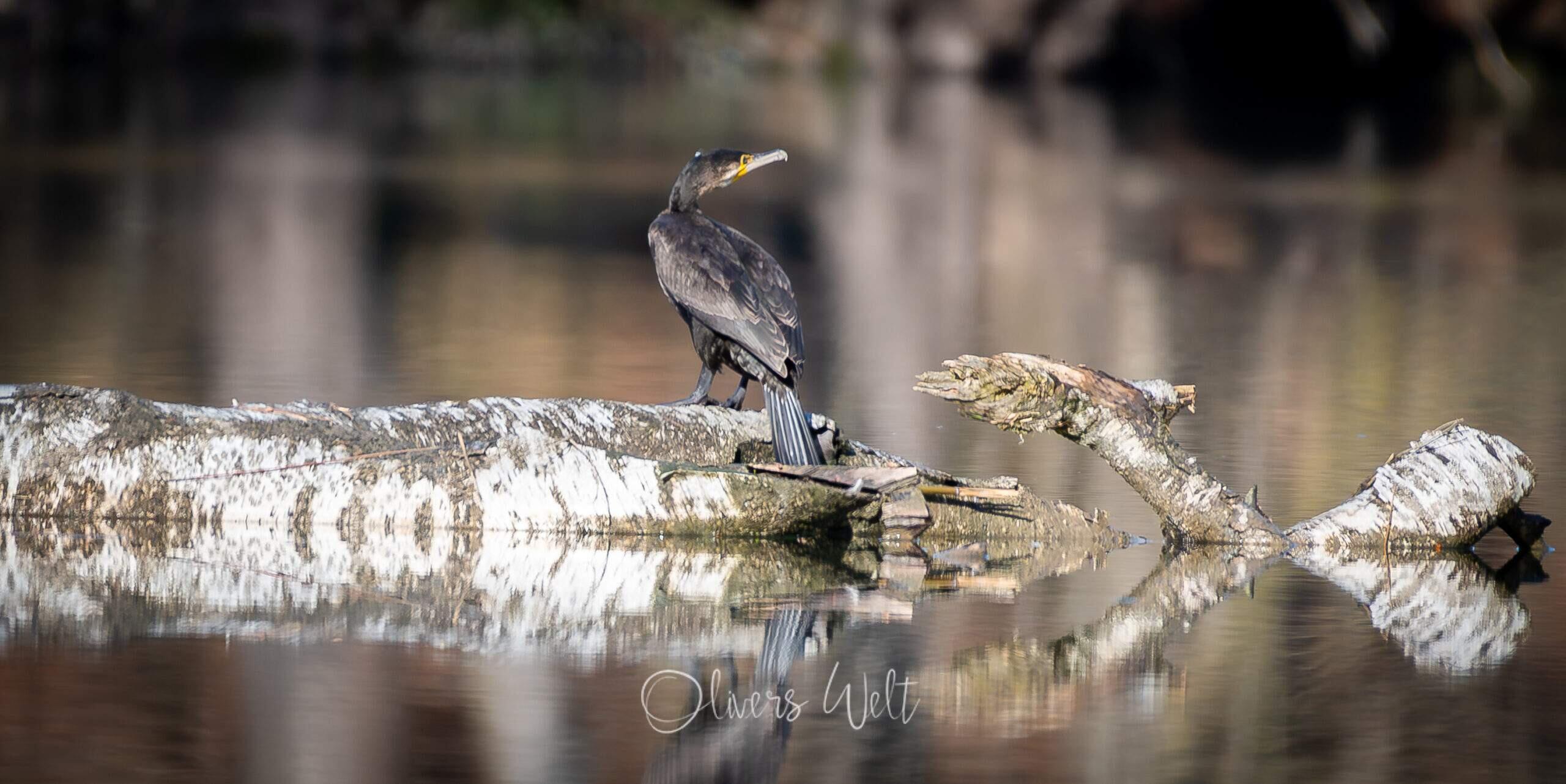 Bild ohne Beschreibung