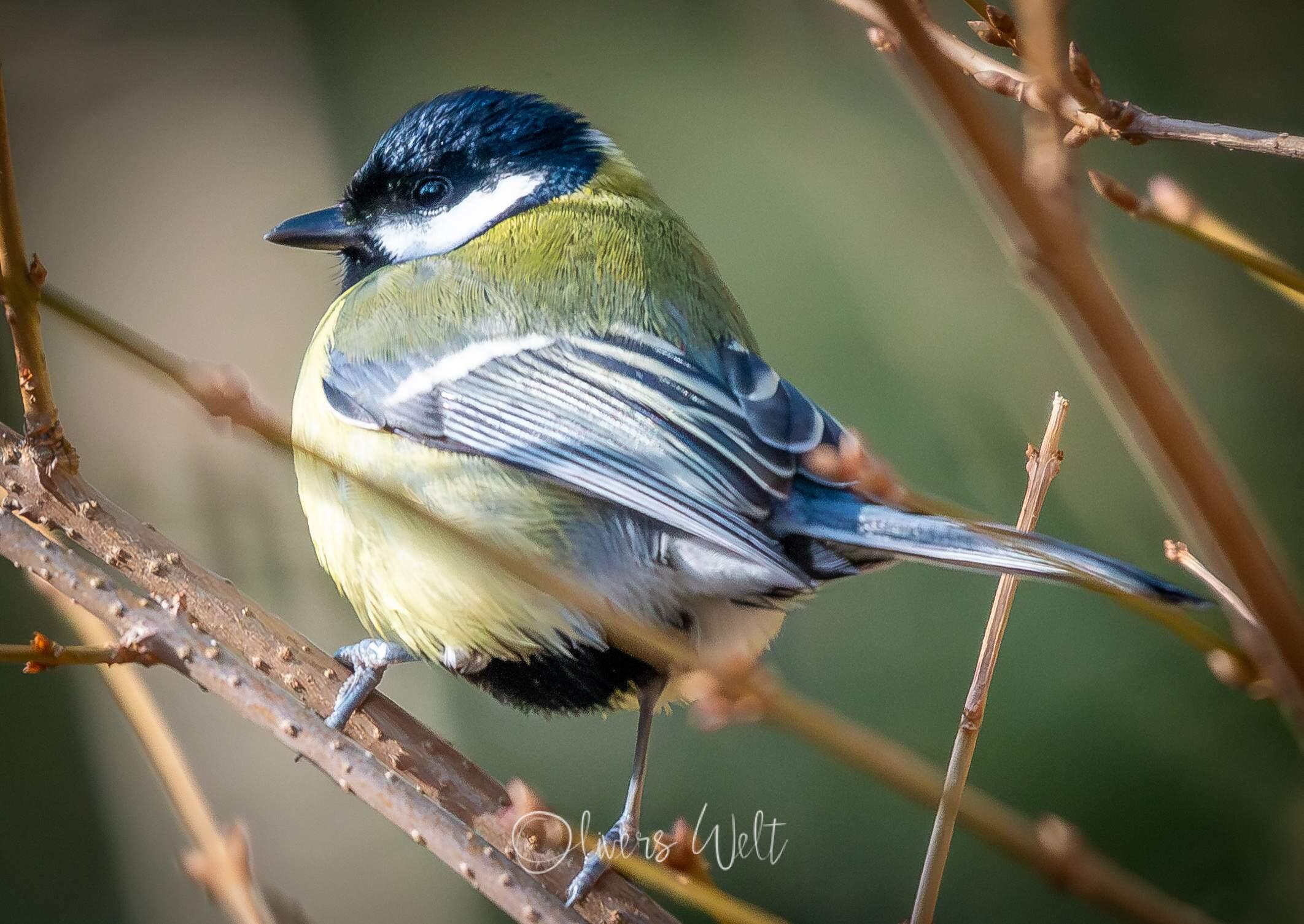 Bild ohne Beschreibung