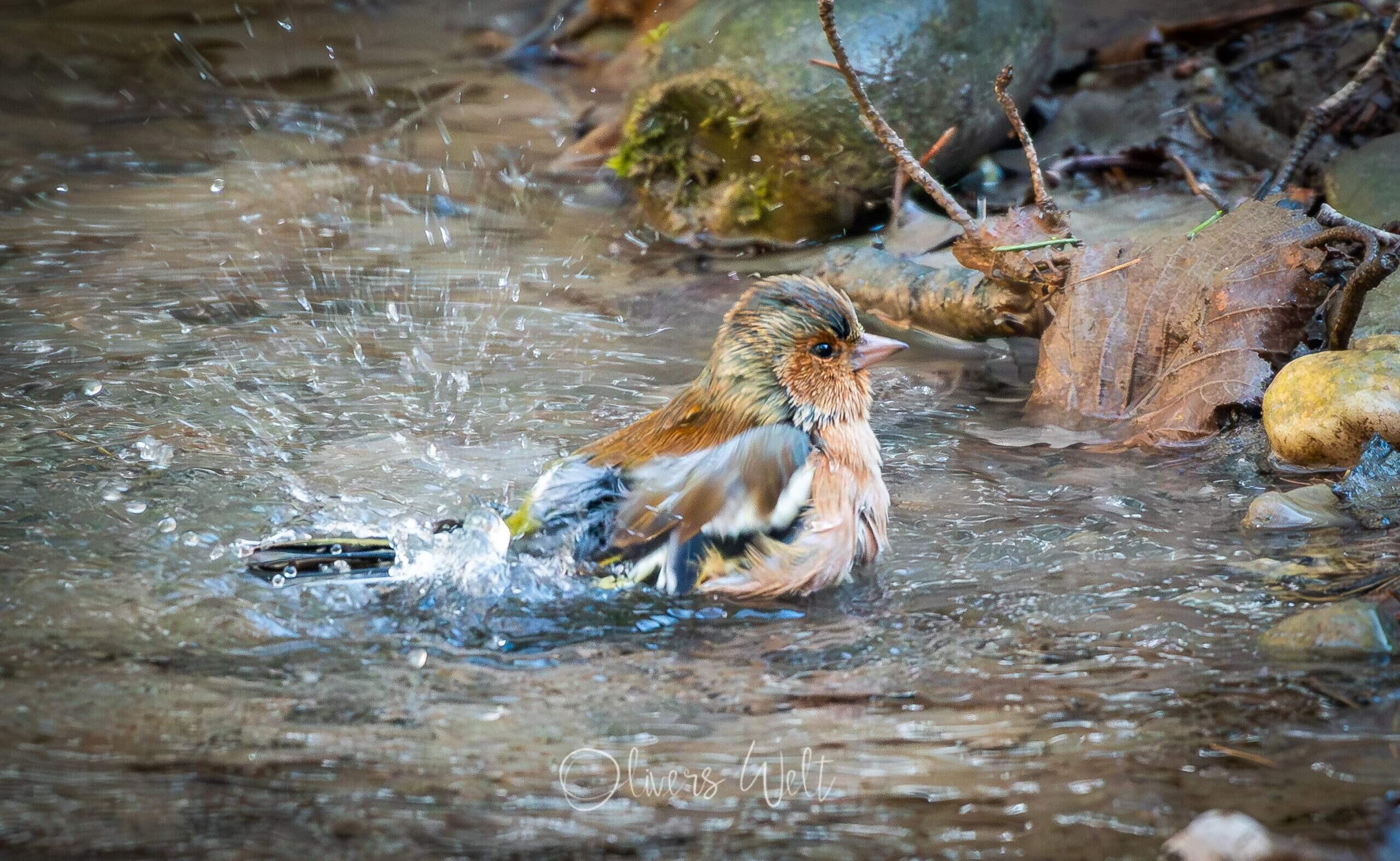 Bild ohne Beschreibung