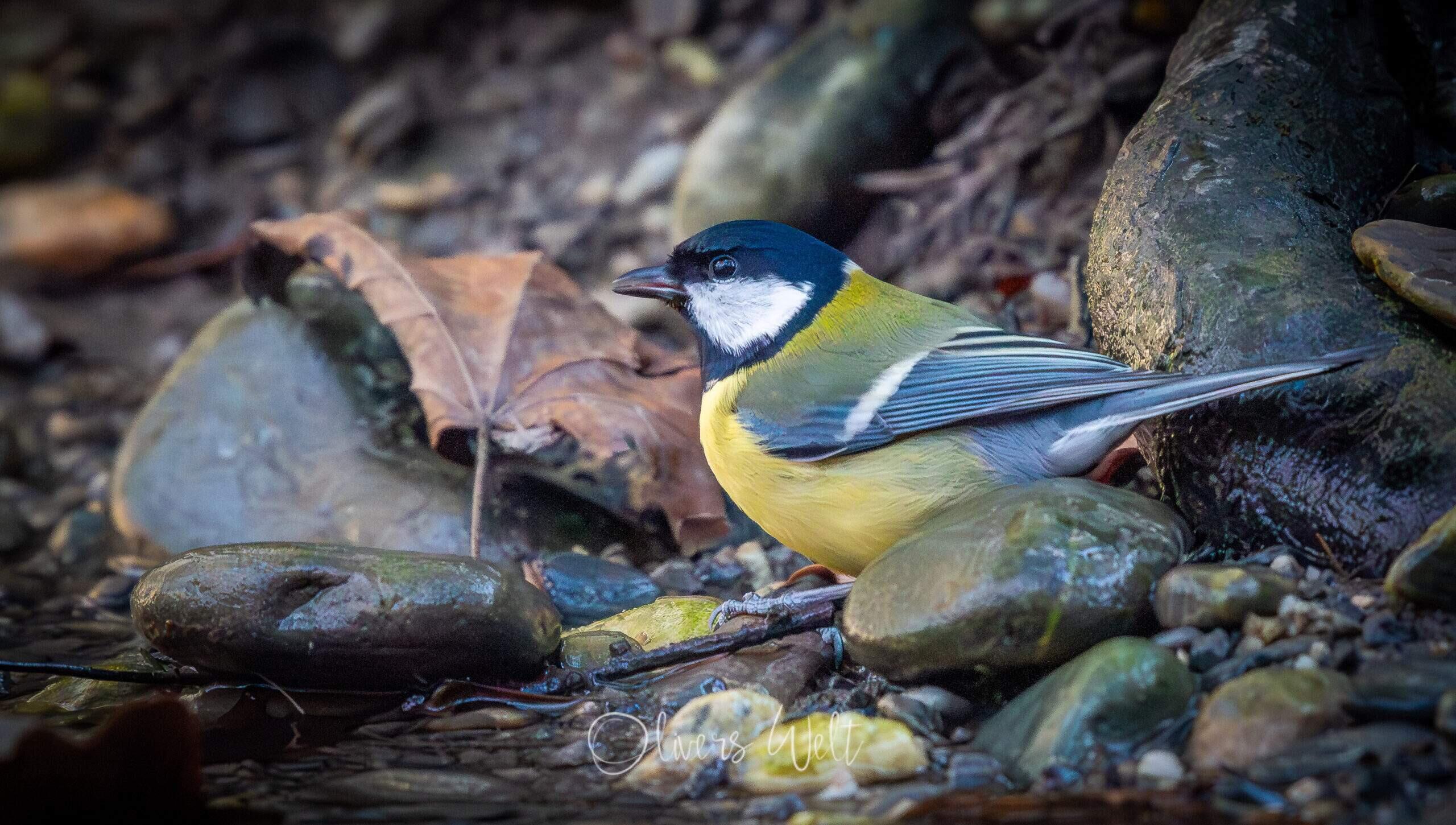 Bild ohne Beschreibung