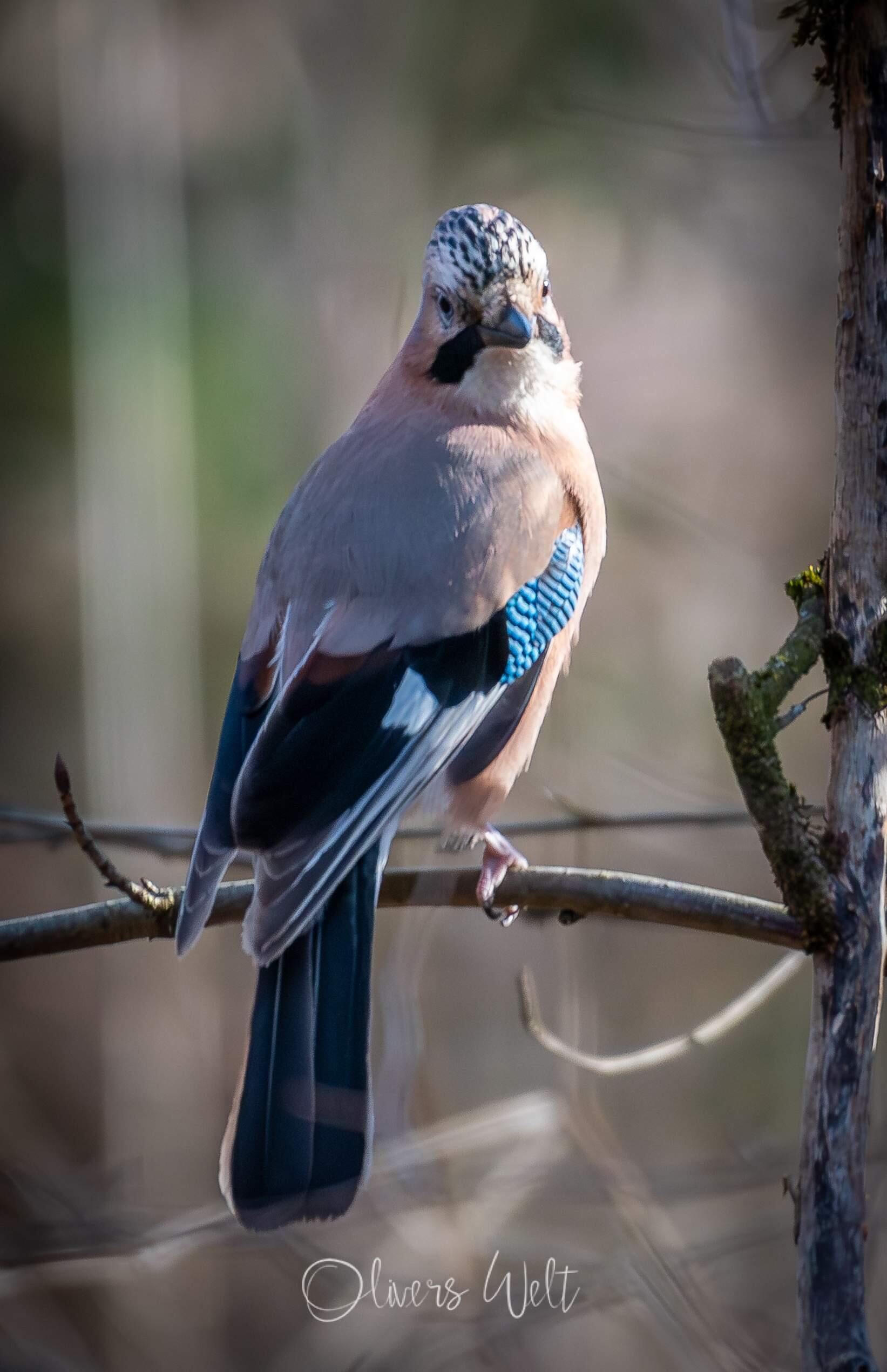 Bild ohne Beschreibung