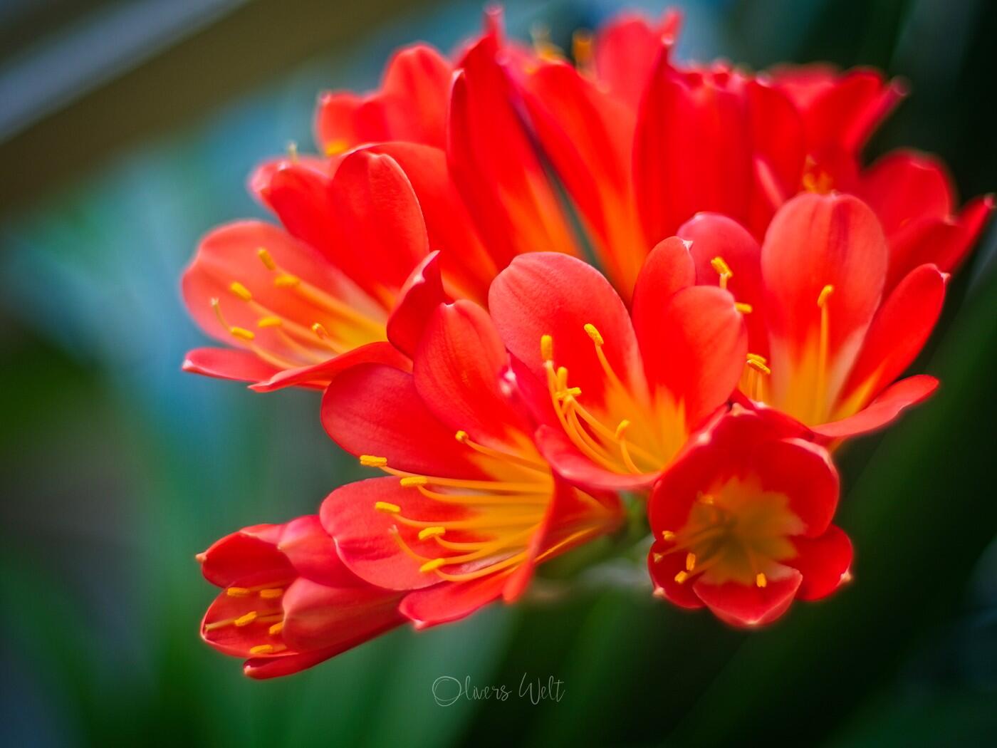 Bild ohne Beschreibung