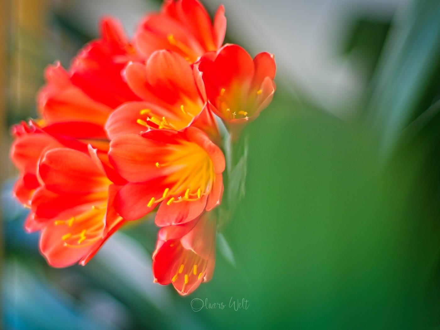 Bild ohne Beschreibung