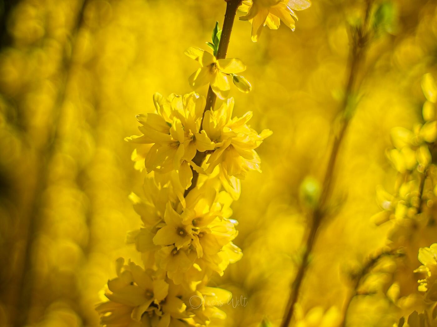 Bild ohne Beschreibung