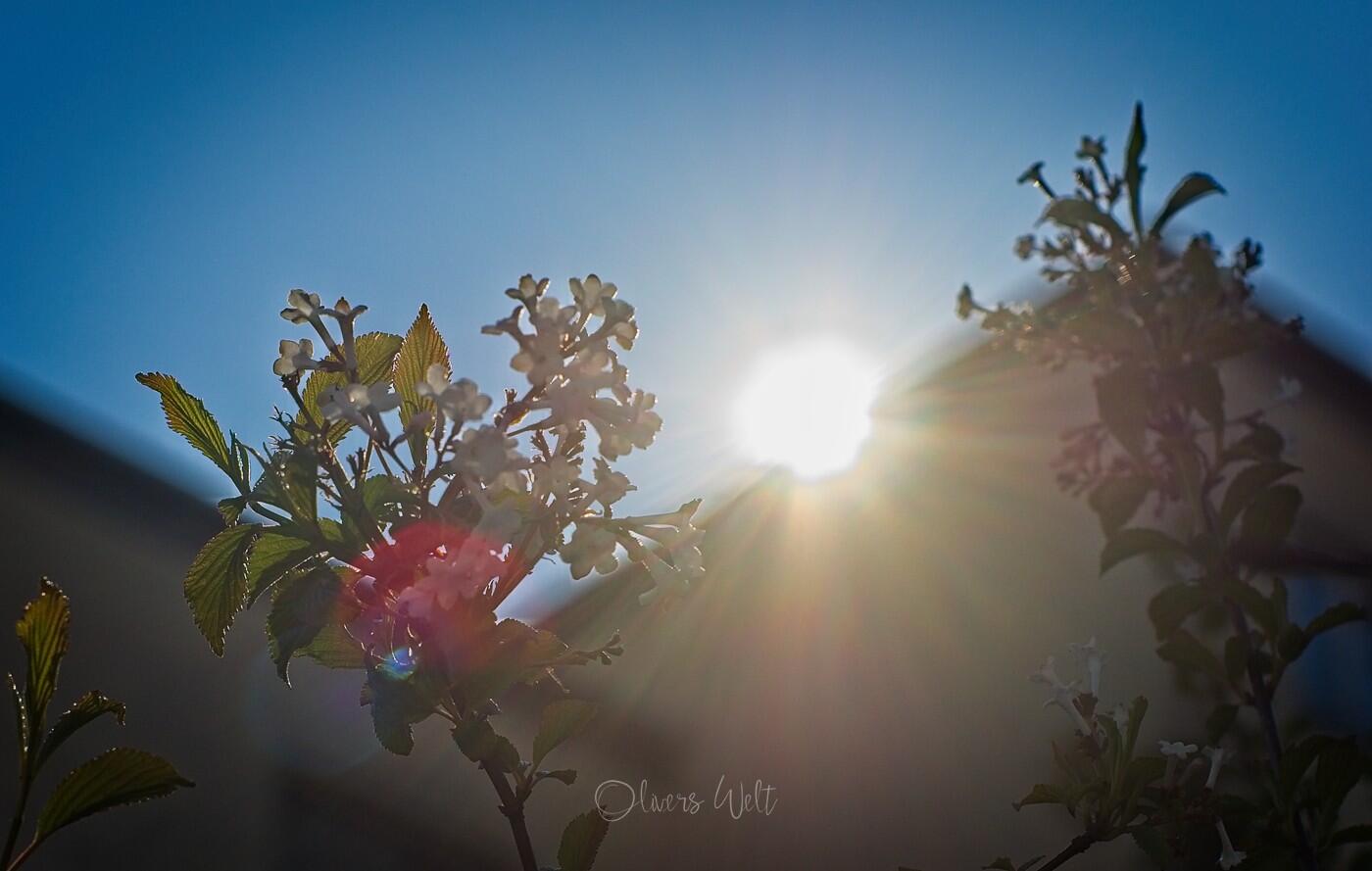 Bild ohne Beschreibung