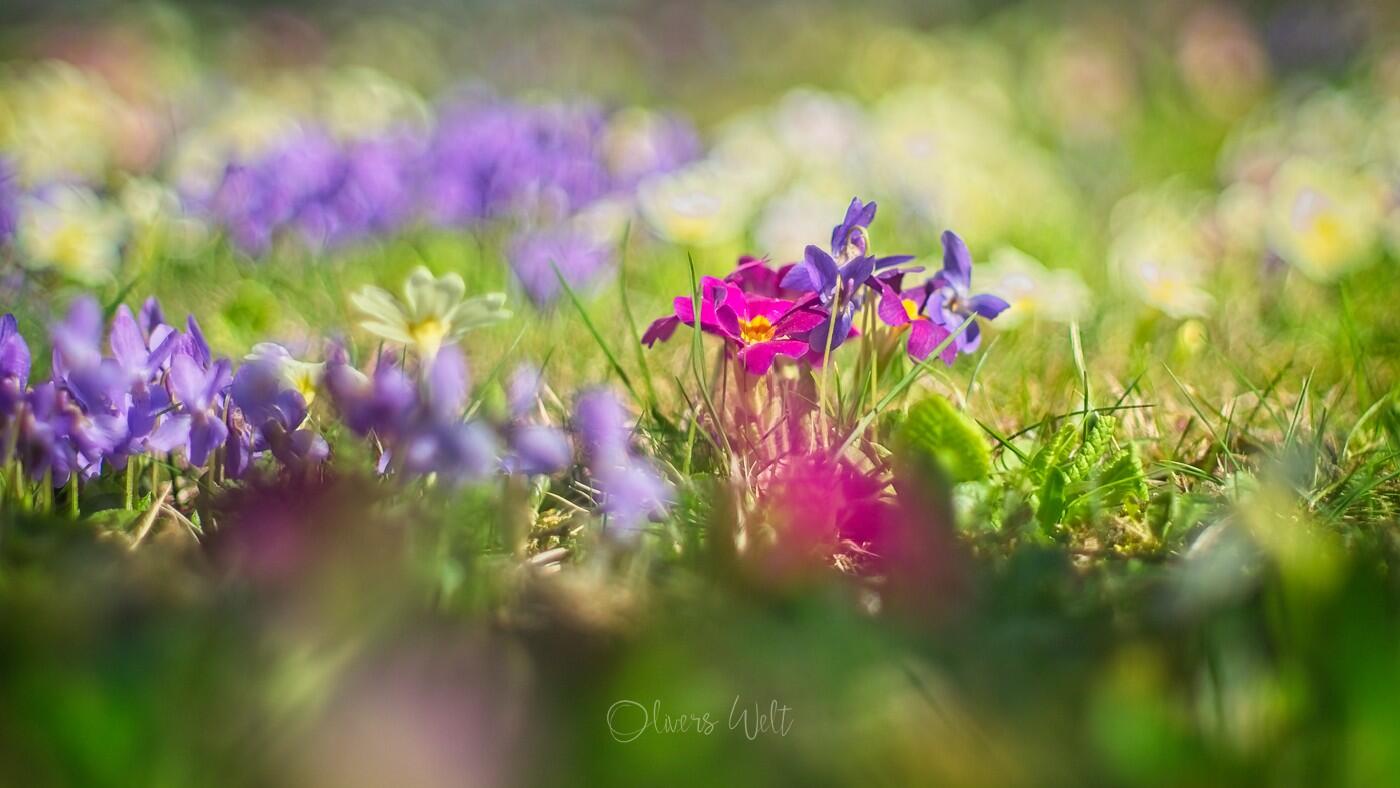 Bild ohne Beschreibung