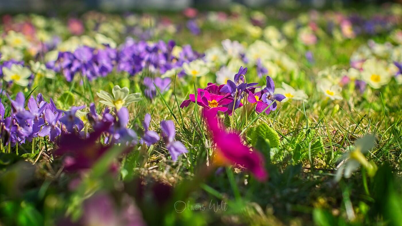 Bild ohne Beschreibung