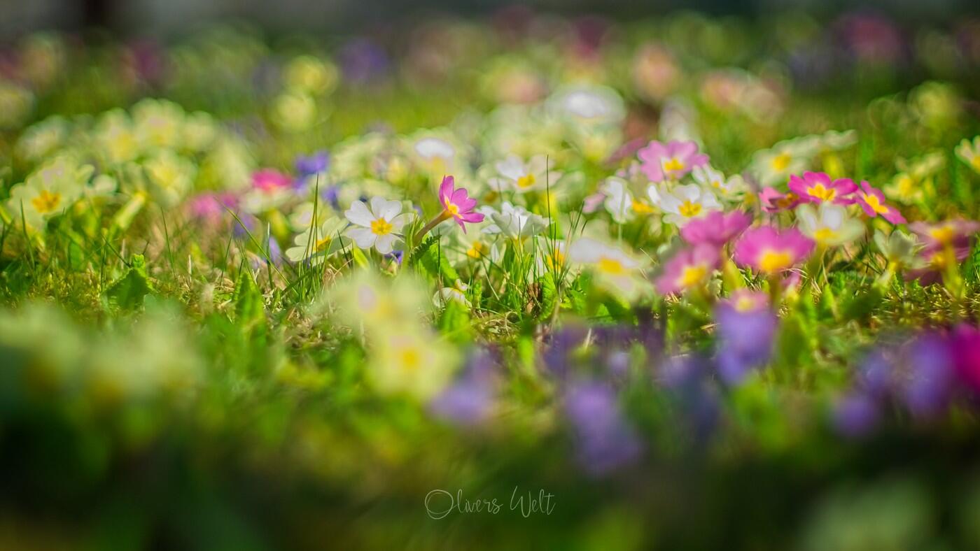 Bild ohne Beschreibung