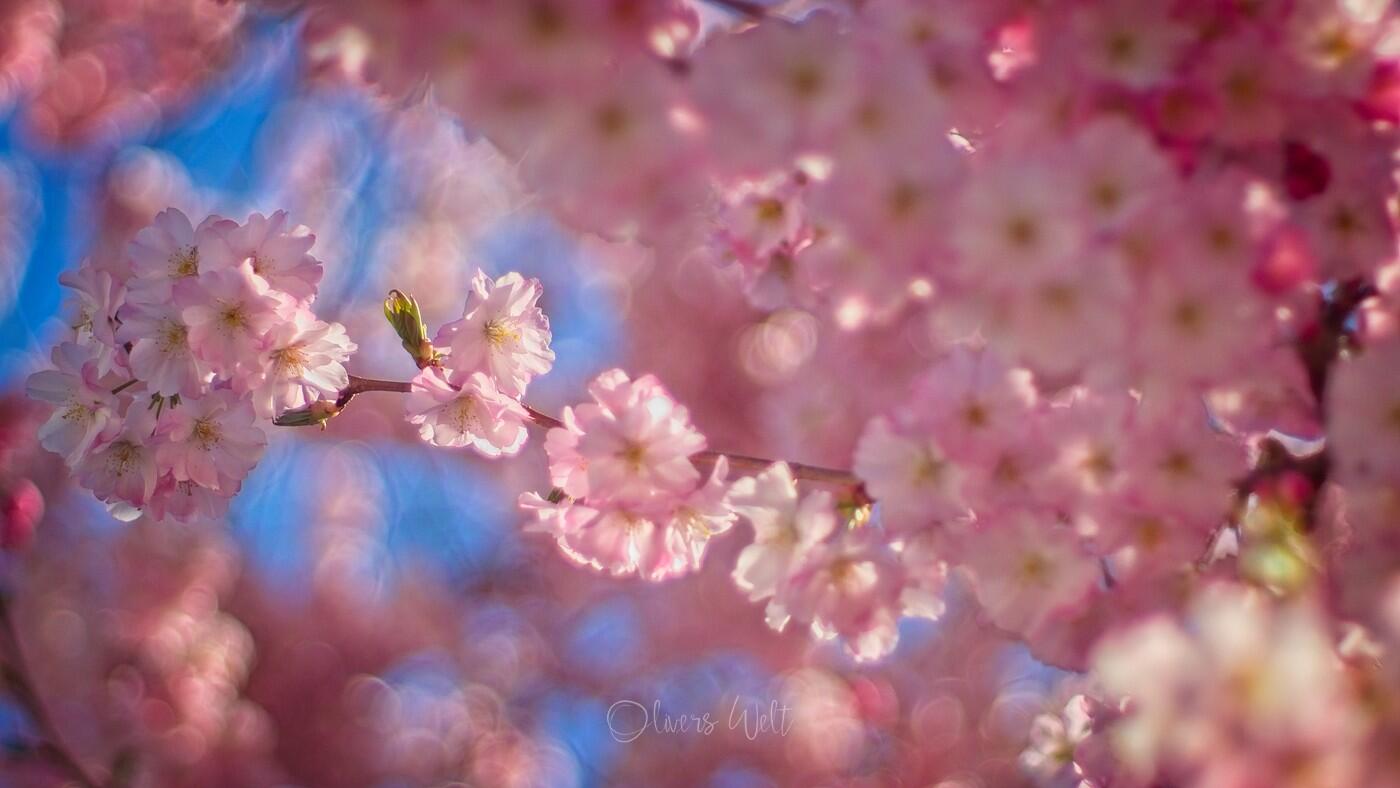 Bild ohne Beschreibung