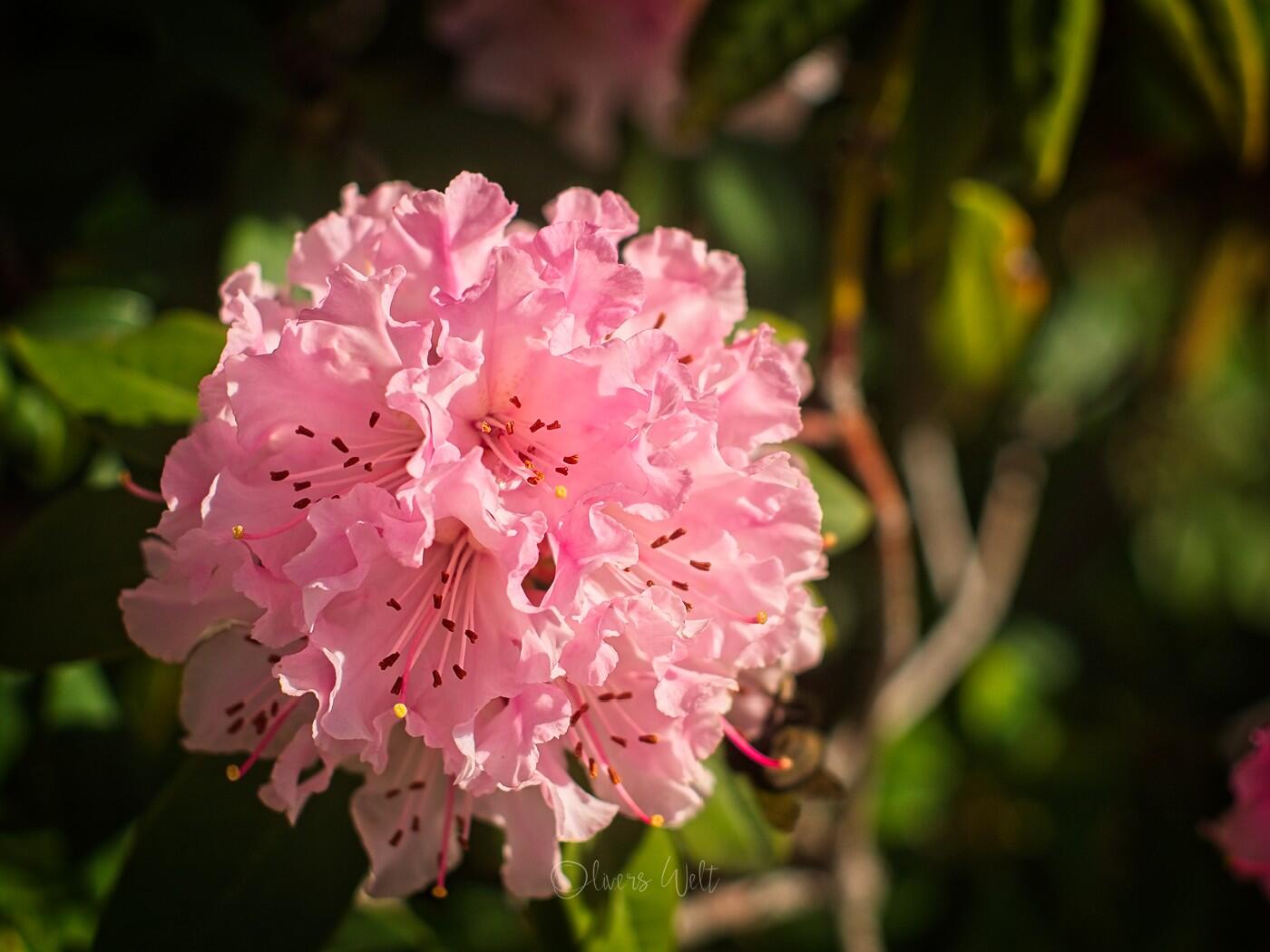 Bild ohne Beschreibung