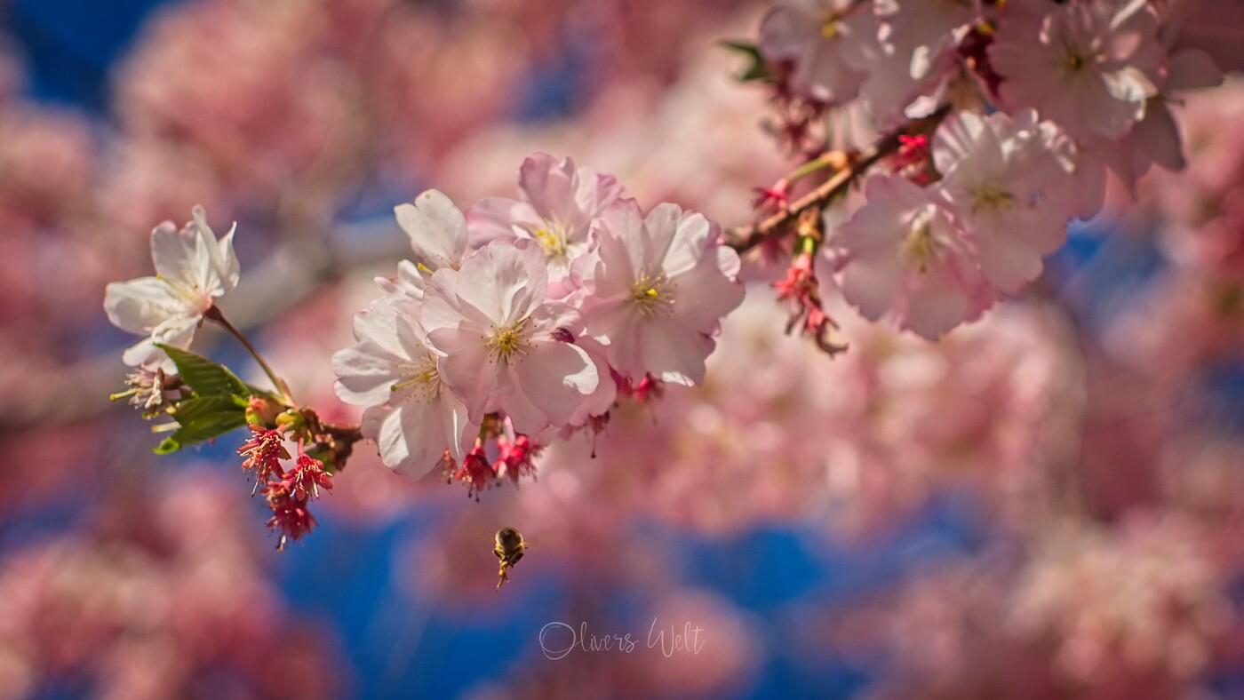 Bild ohne Beschreibung