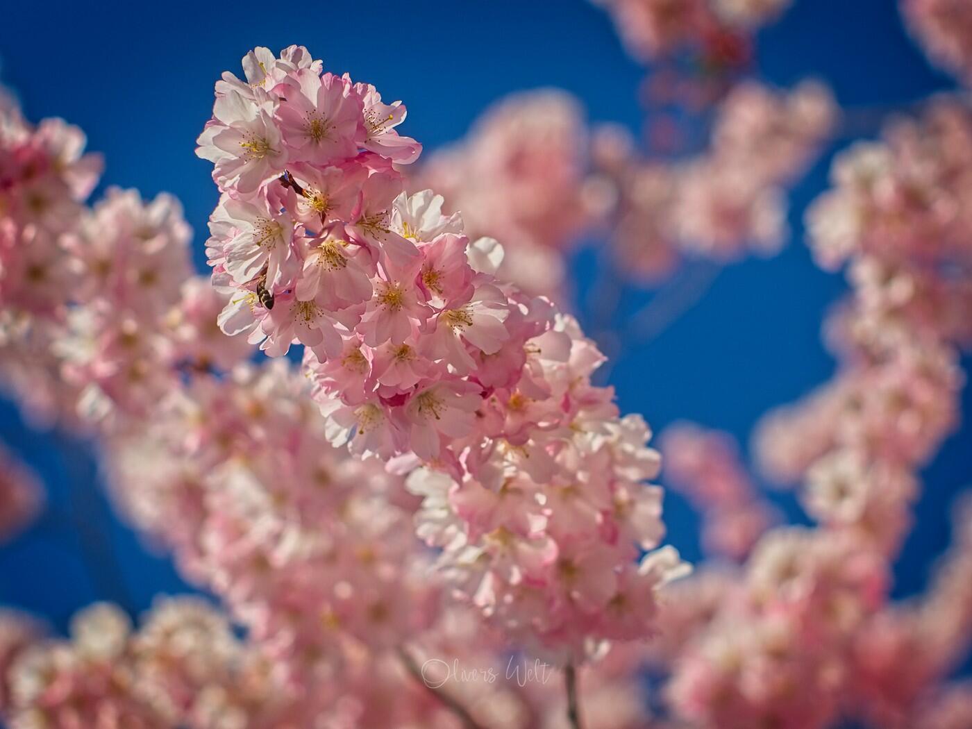 Bild ohne Beschreibung