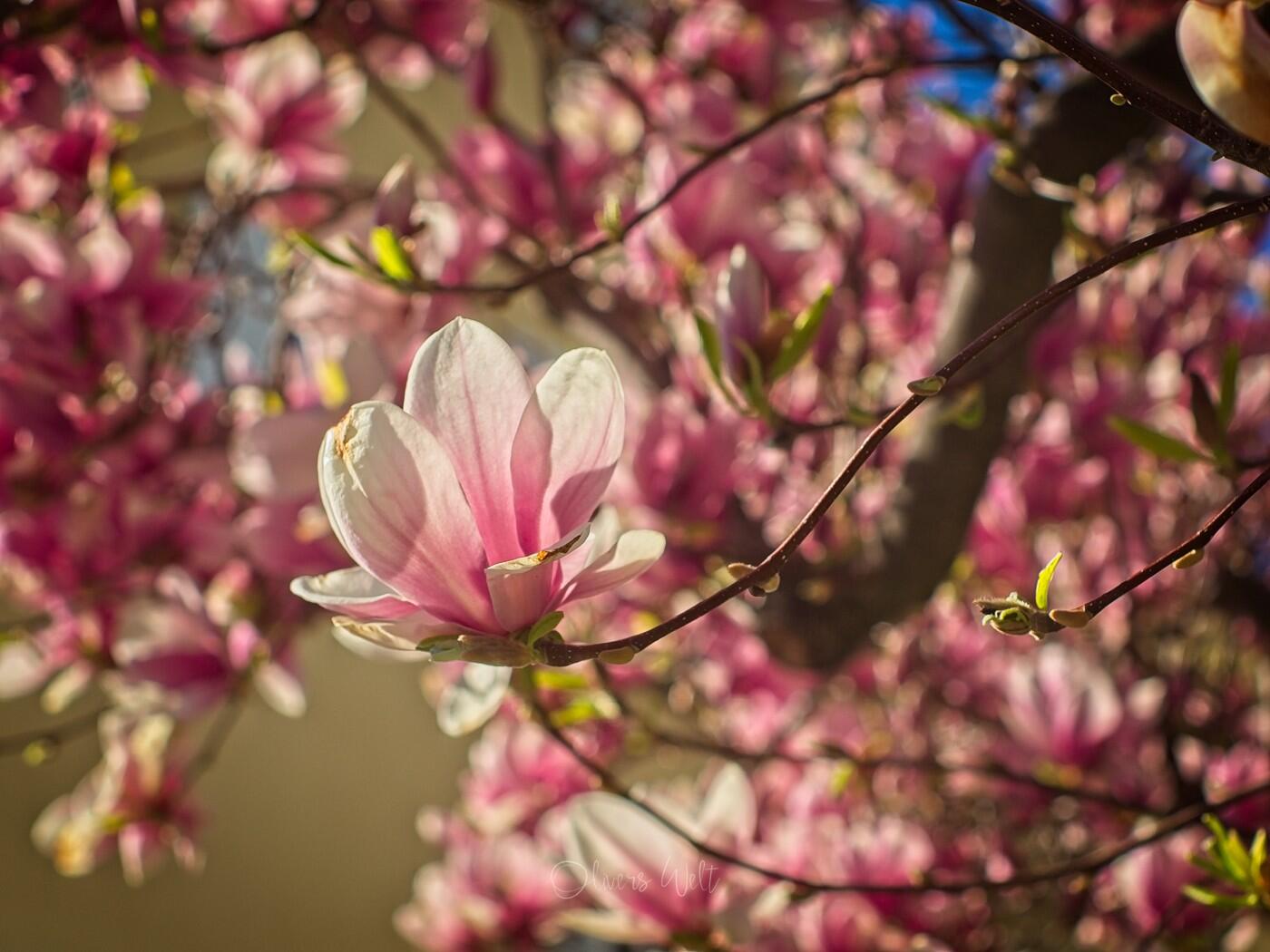 Bild ohne Beschreibung