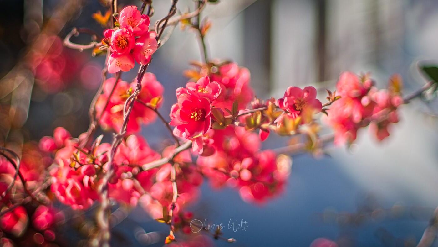 Bild ohne Beschreibung