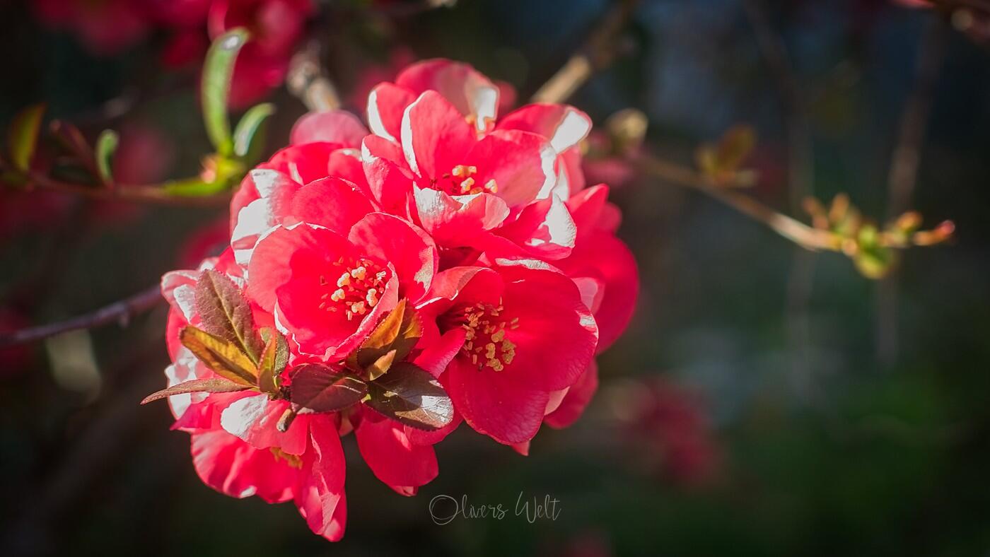 Bild ohne Beschreibung