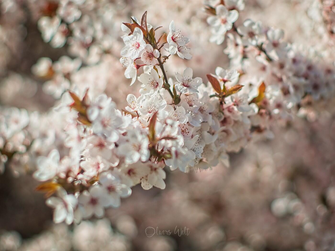 Bild ohne Beschreibung