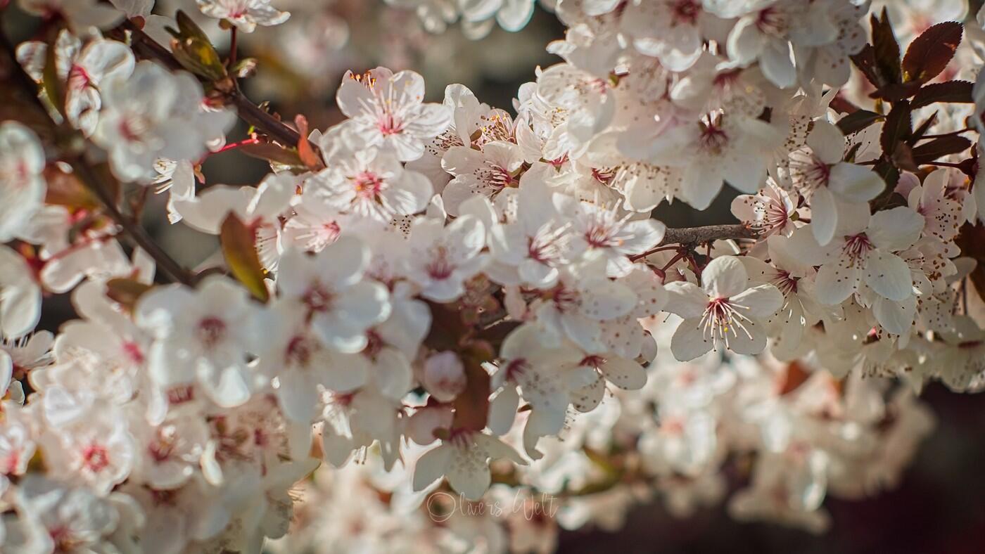 Bild ohne Beschreibung