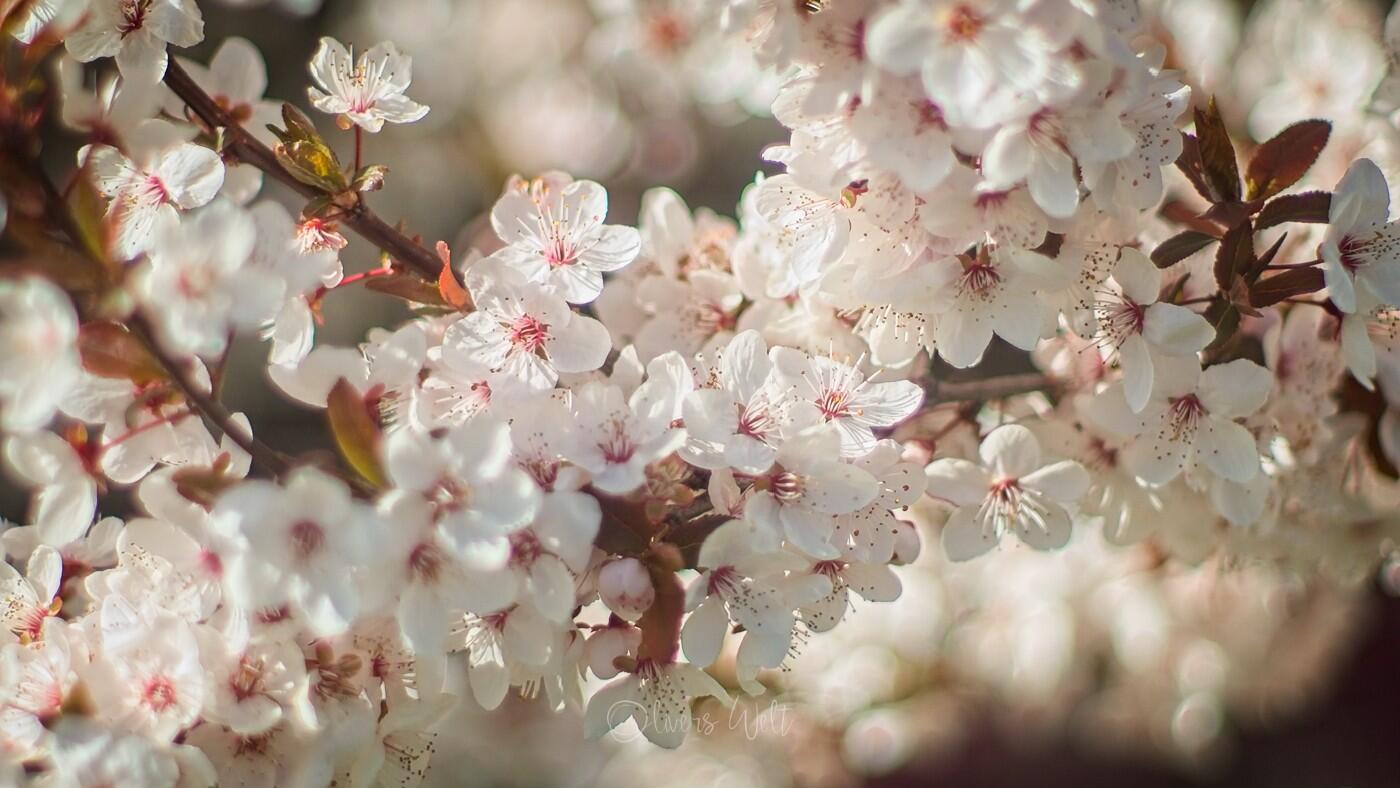 Bild ohne Beschreibung