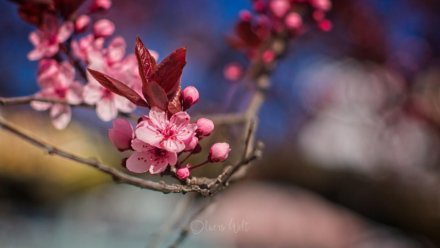 Bild ohne Beschreibung