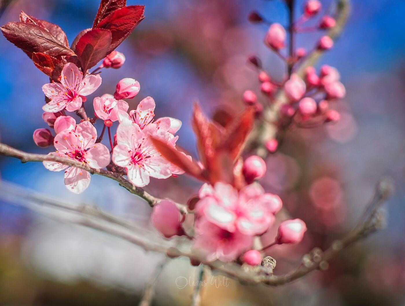 Bild ohne Beschreibung
