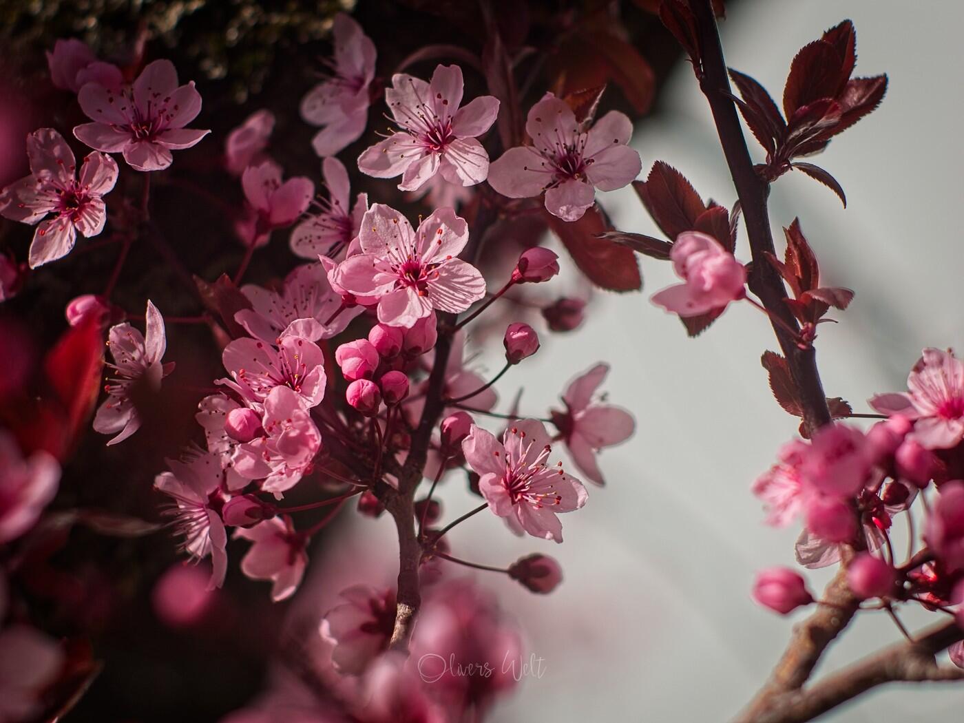 Bild ohne Beschreibung