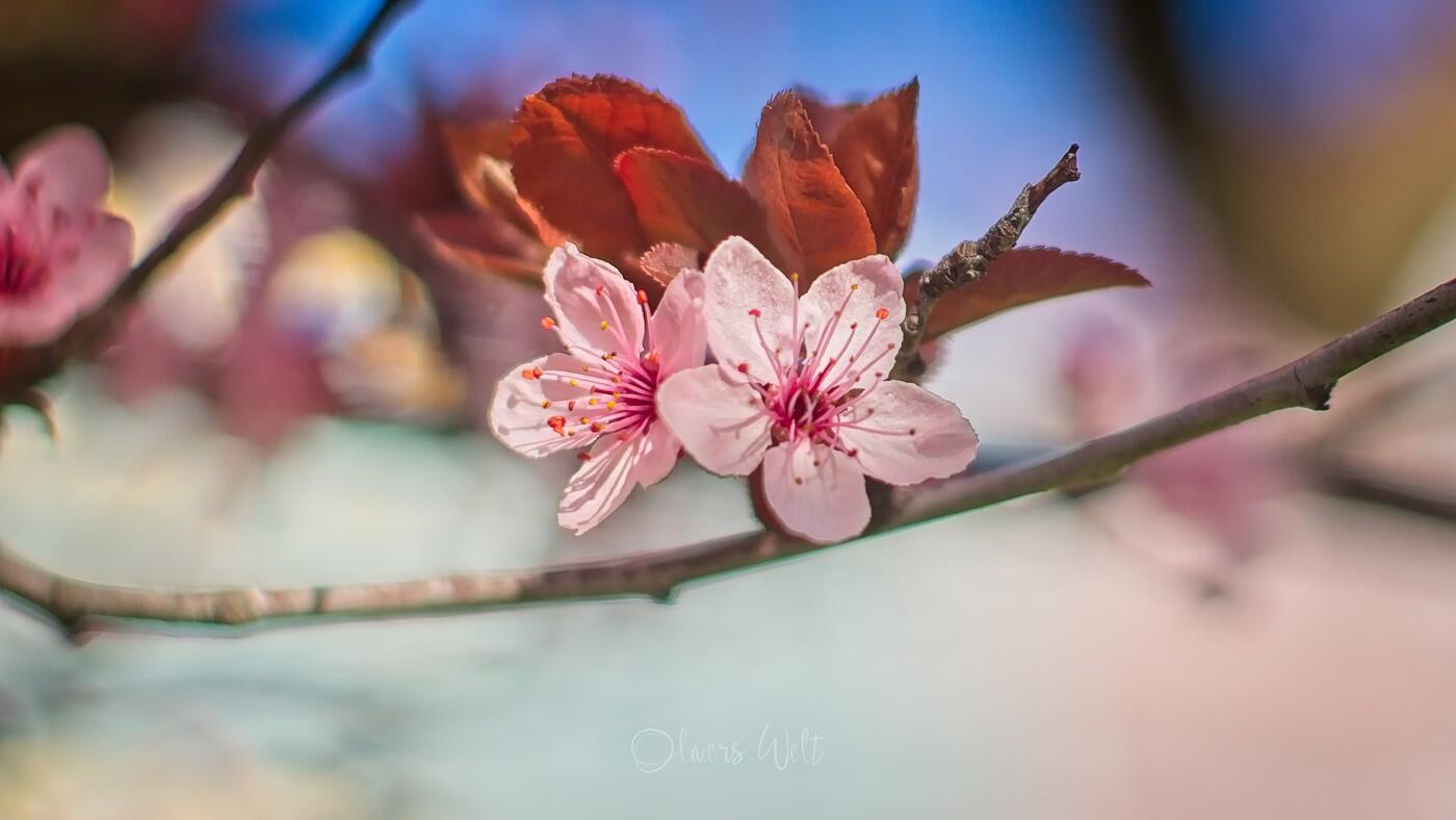 Bild ohne Beschreibung