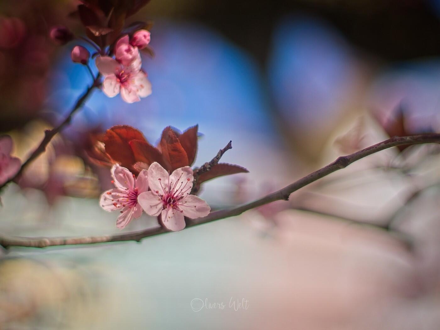 Bild ohne Beschreibung