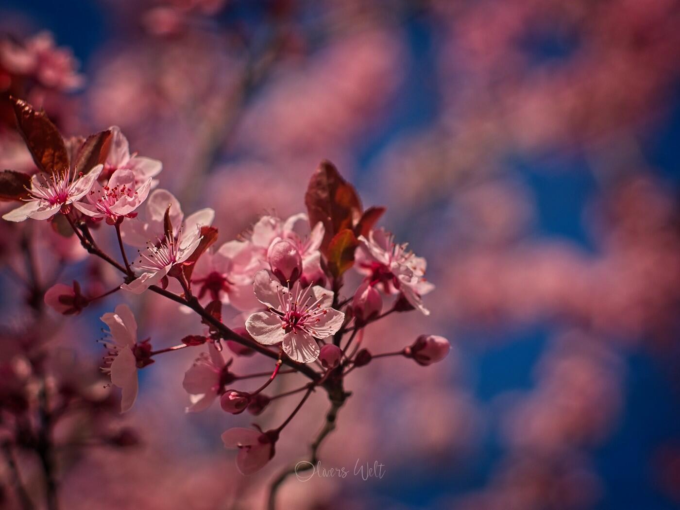 Bild ohne Beschreibung