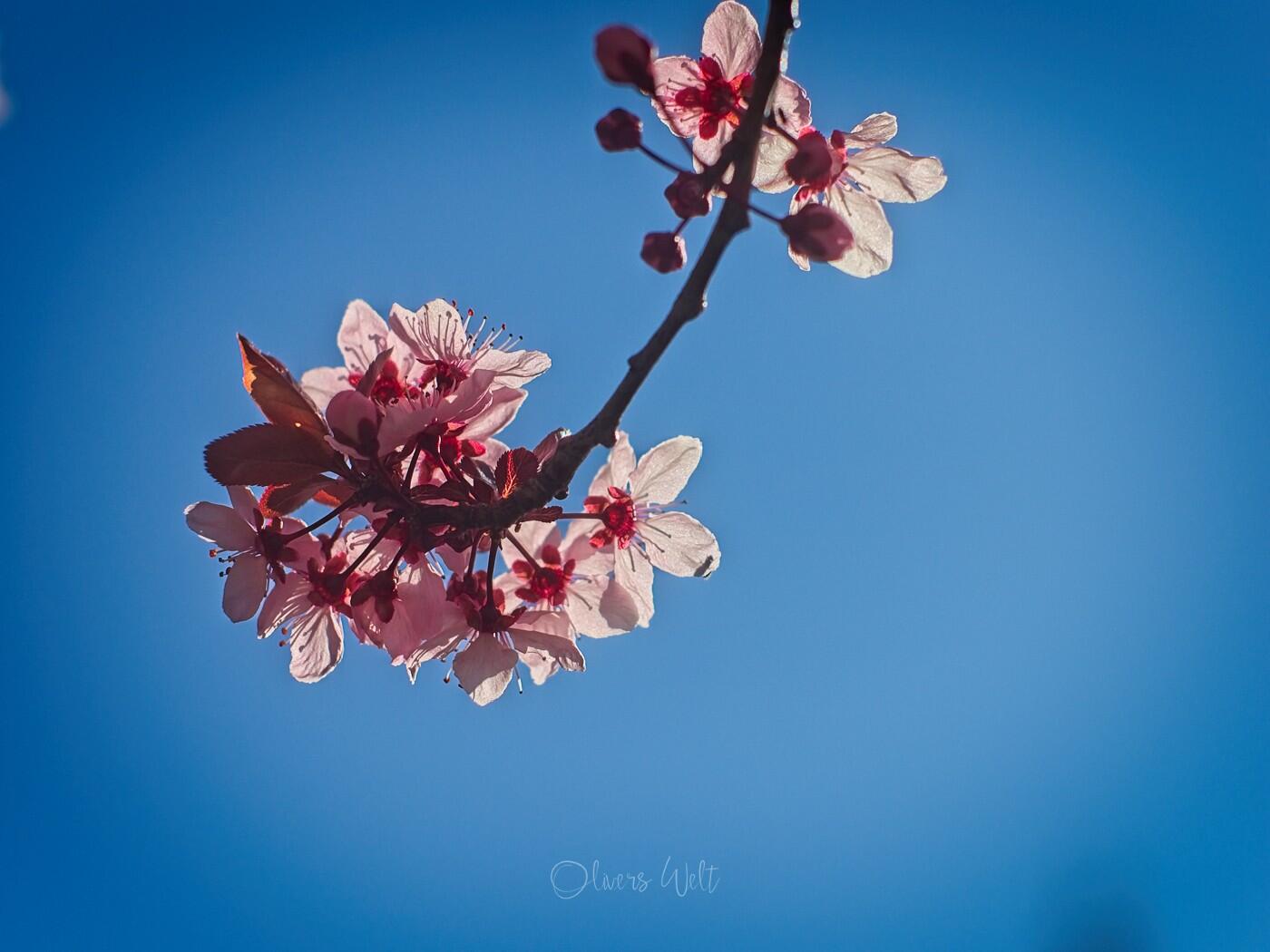 Bild ohne Beschreibung