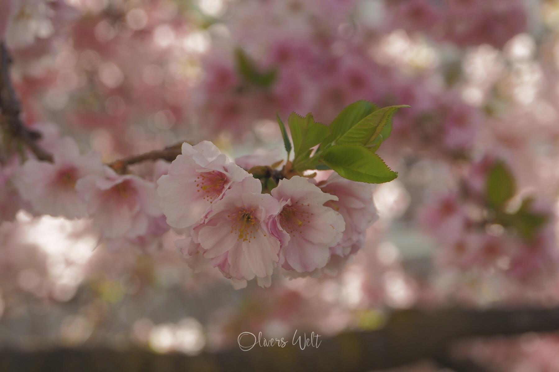 Bild ohne Beschreibung Bild ohne Beschreibung