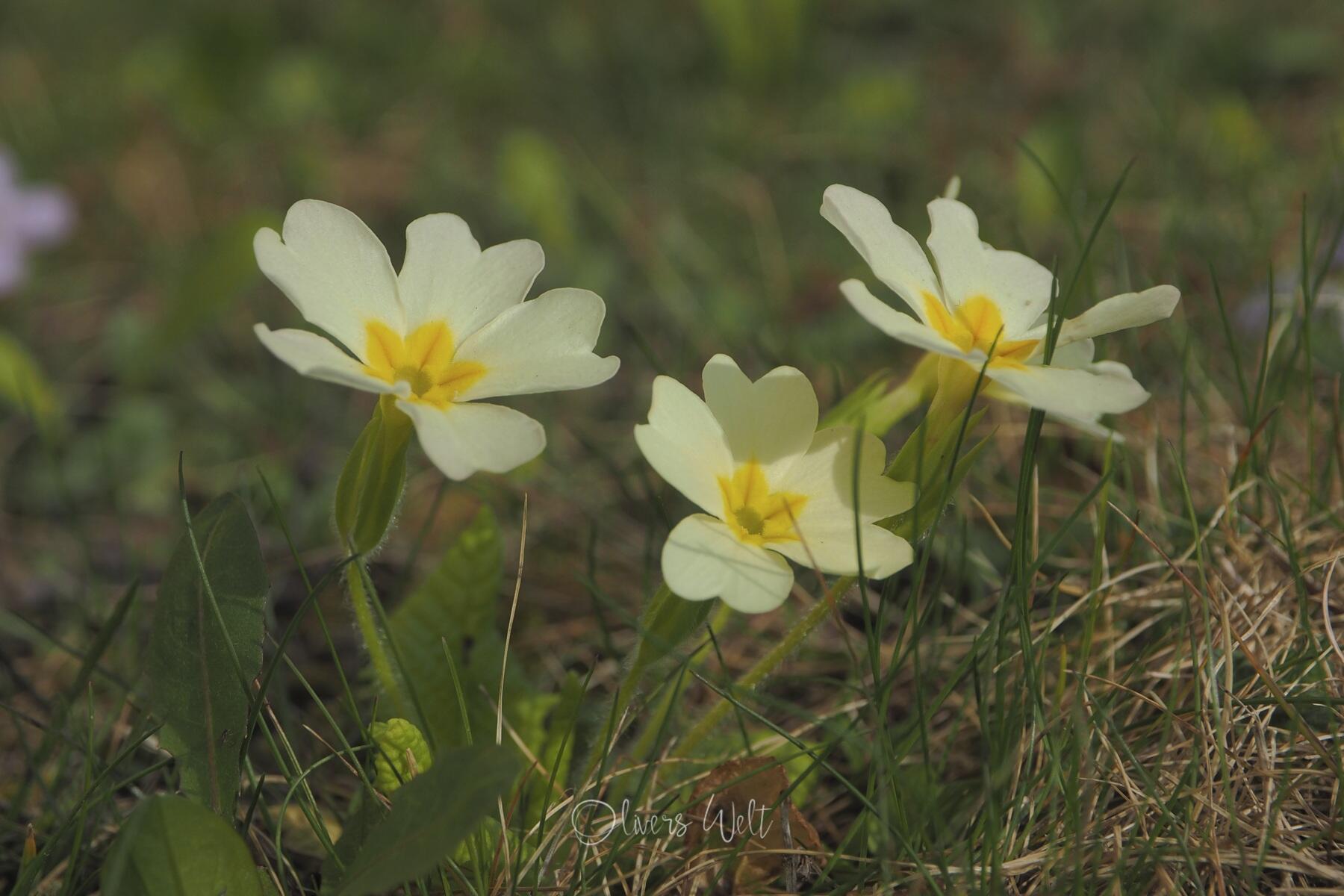 Bild ohne Beschreibung Bild ohne Beschreibung