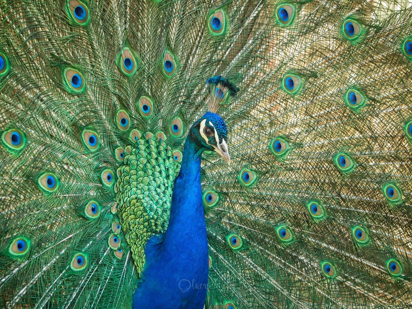 Bild ohne Beschreibung