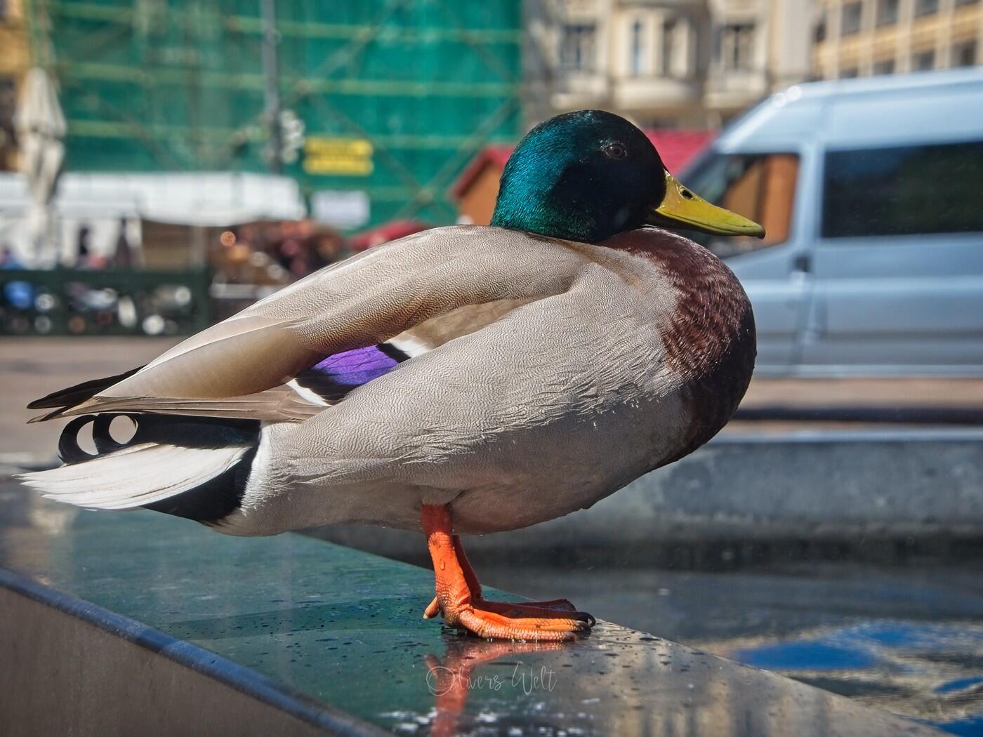 Bild ohne Beschreibung