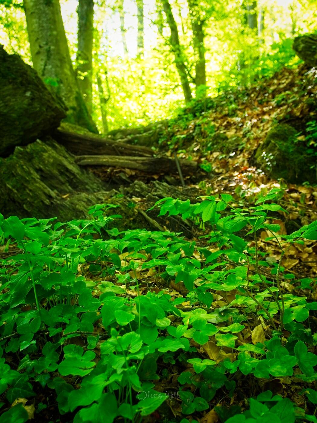 Bild ohne Beschreibung