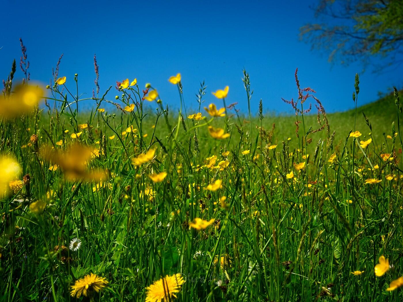 Bild ohne Beschreibung