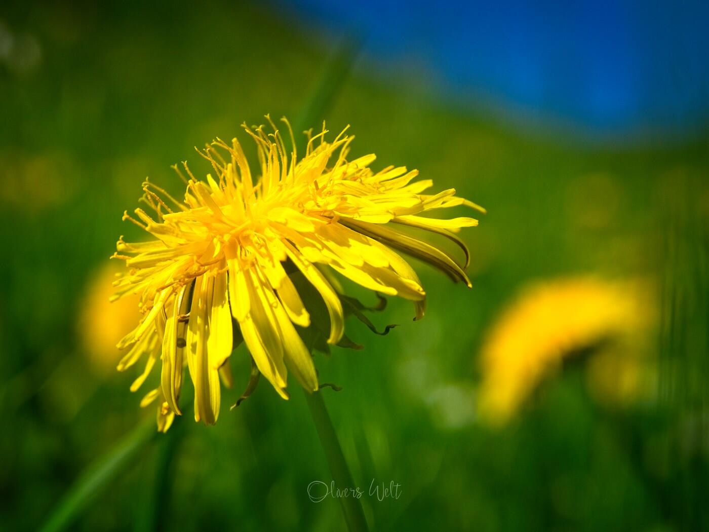 Bild ohne Beschreibung