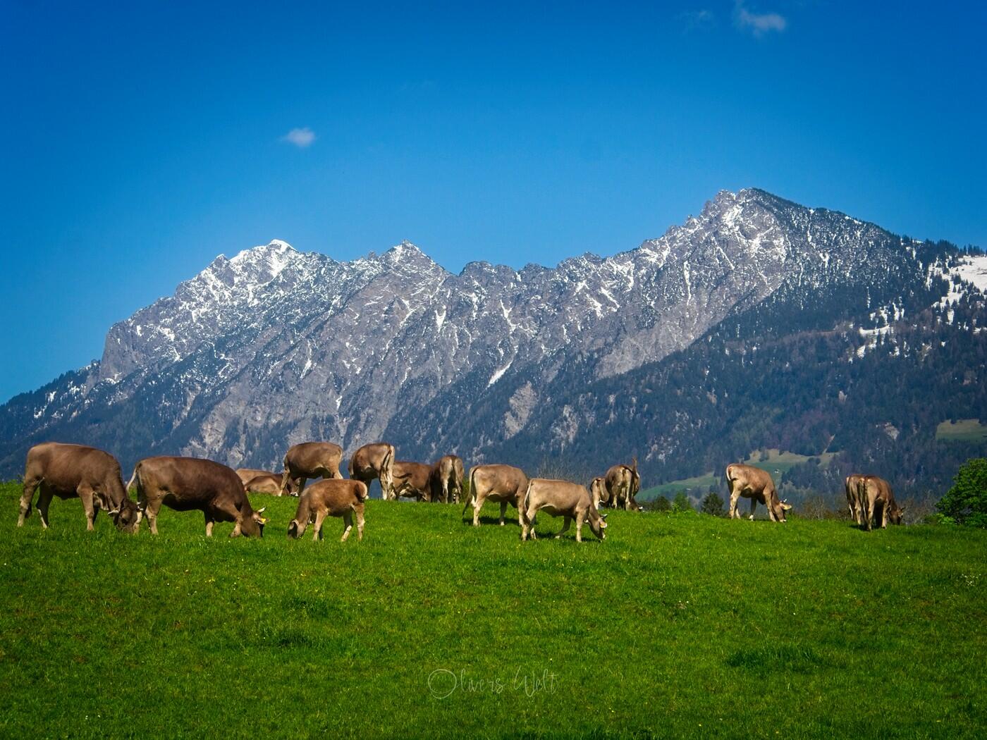 Bild ohne Beschreibung