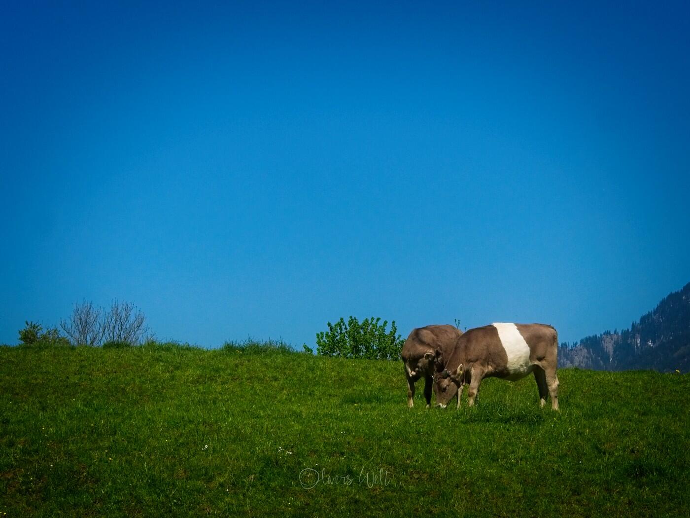 Bild ohne Beschreibung