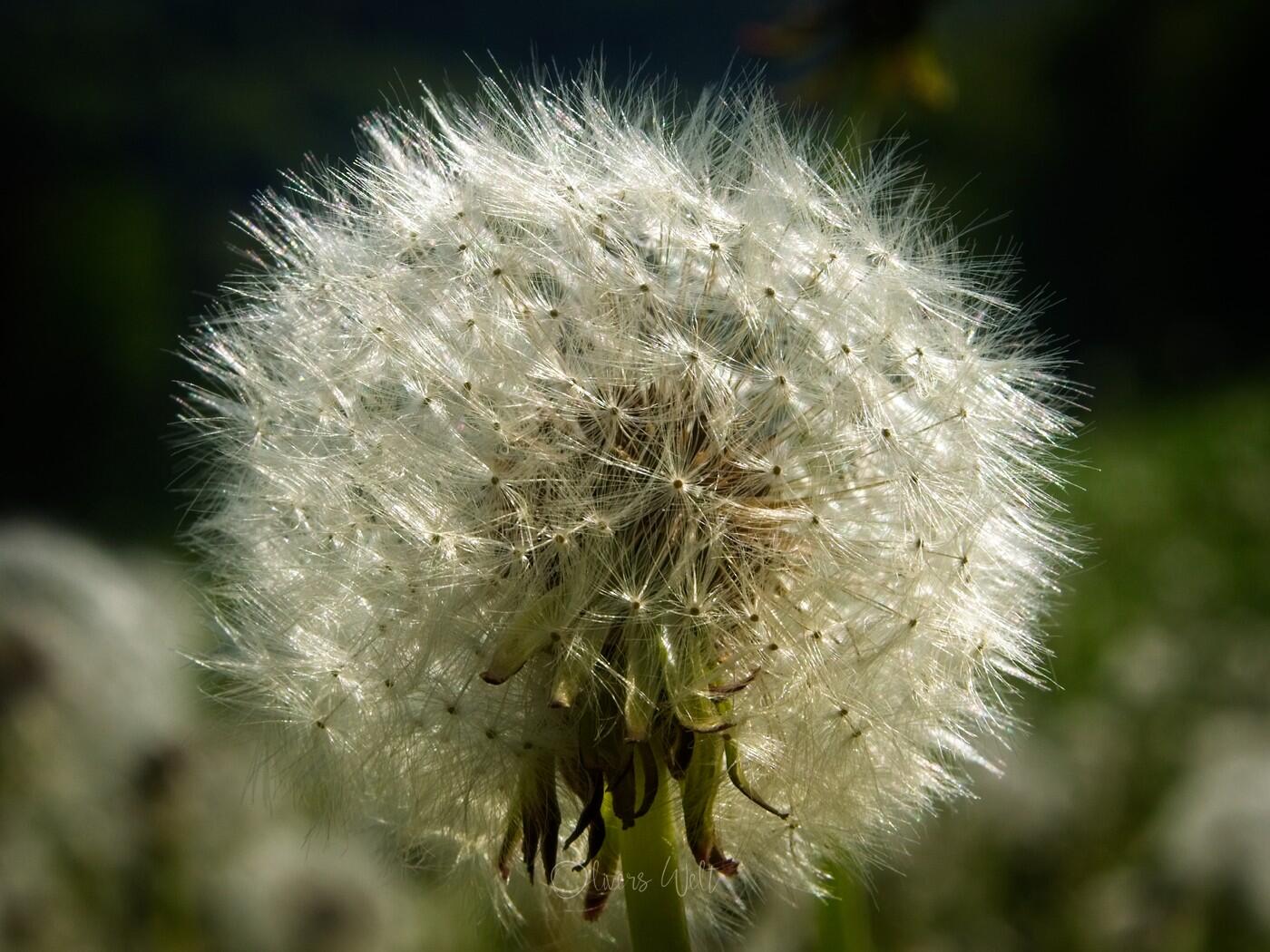 Bild ohne Beschreibung