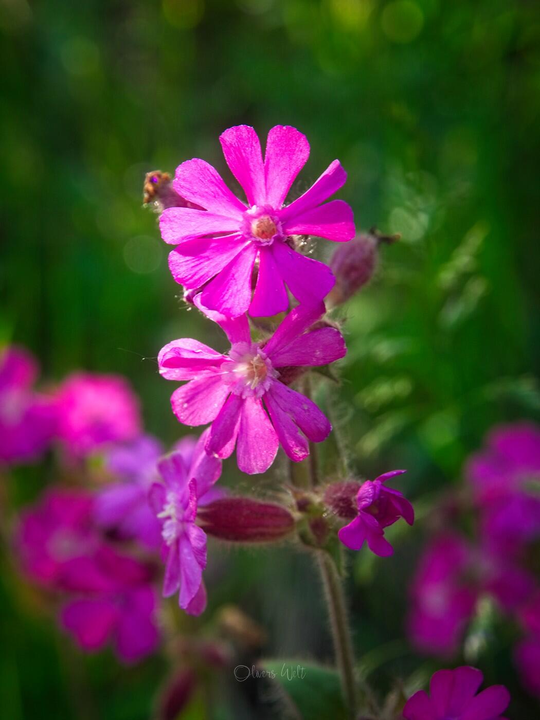 Bild ohne Beschreibung