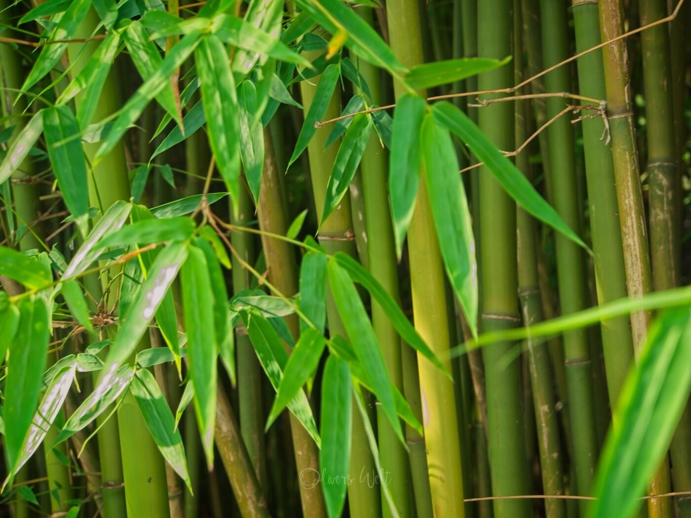 Bild ohne Beschreibung