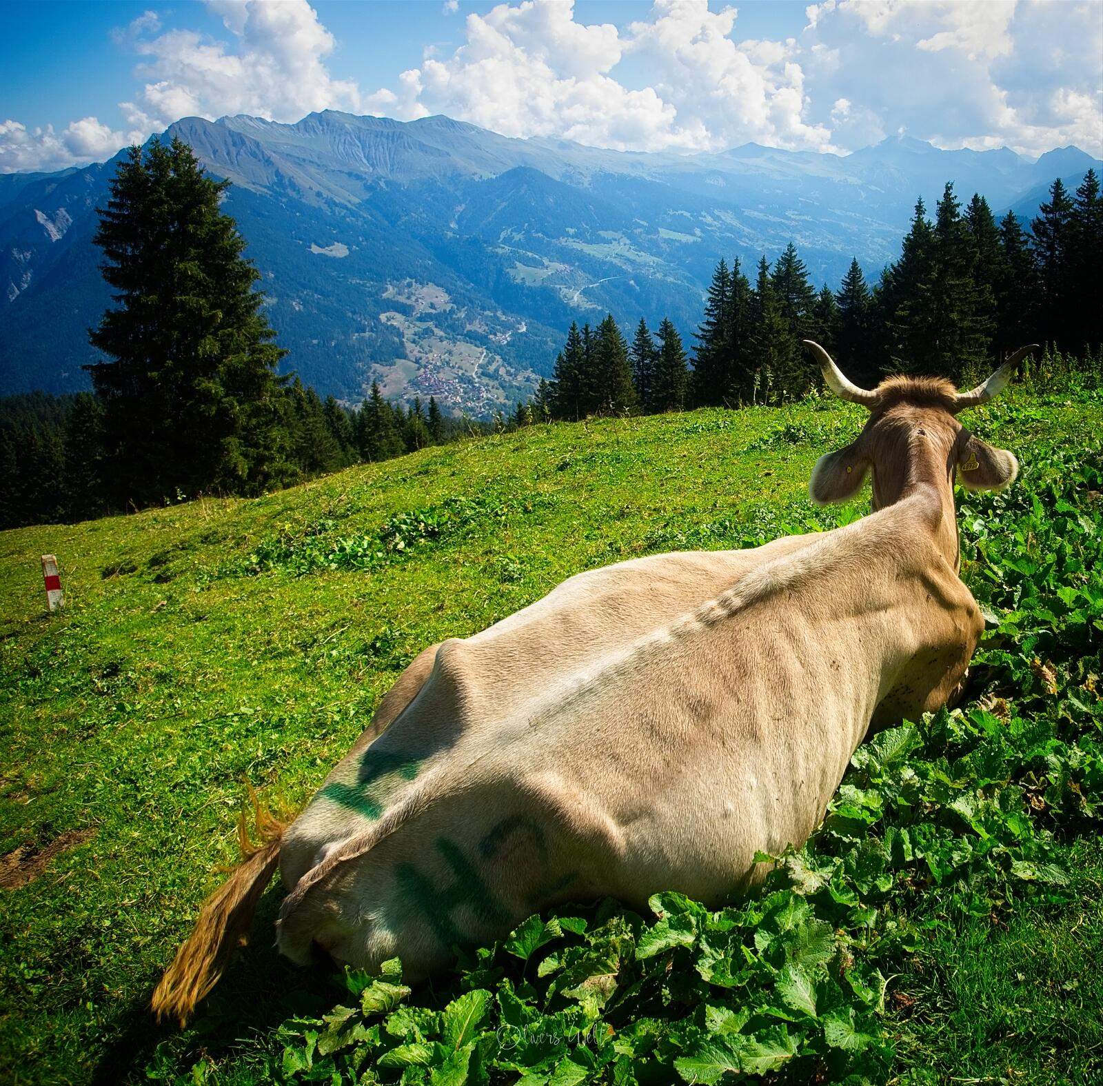 Bild ohne Beschreibung Bild ohne Beschreibung