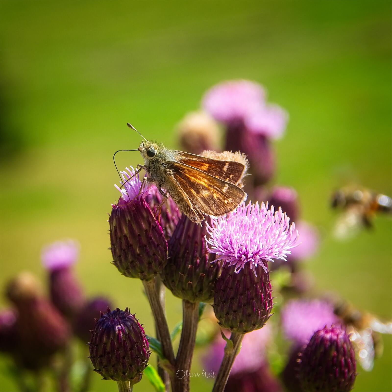 Bild ohne Beschreibung
