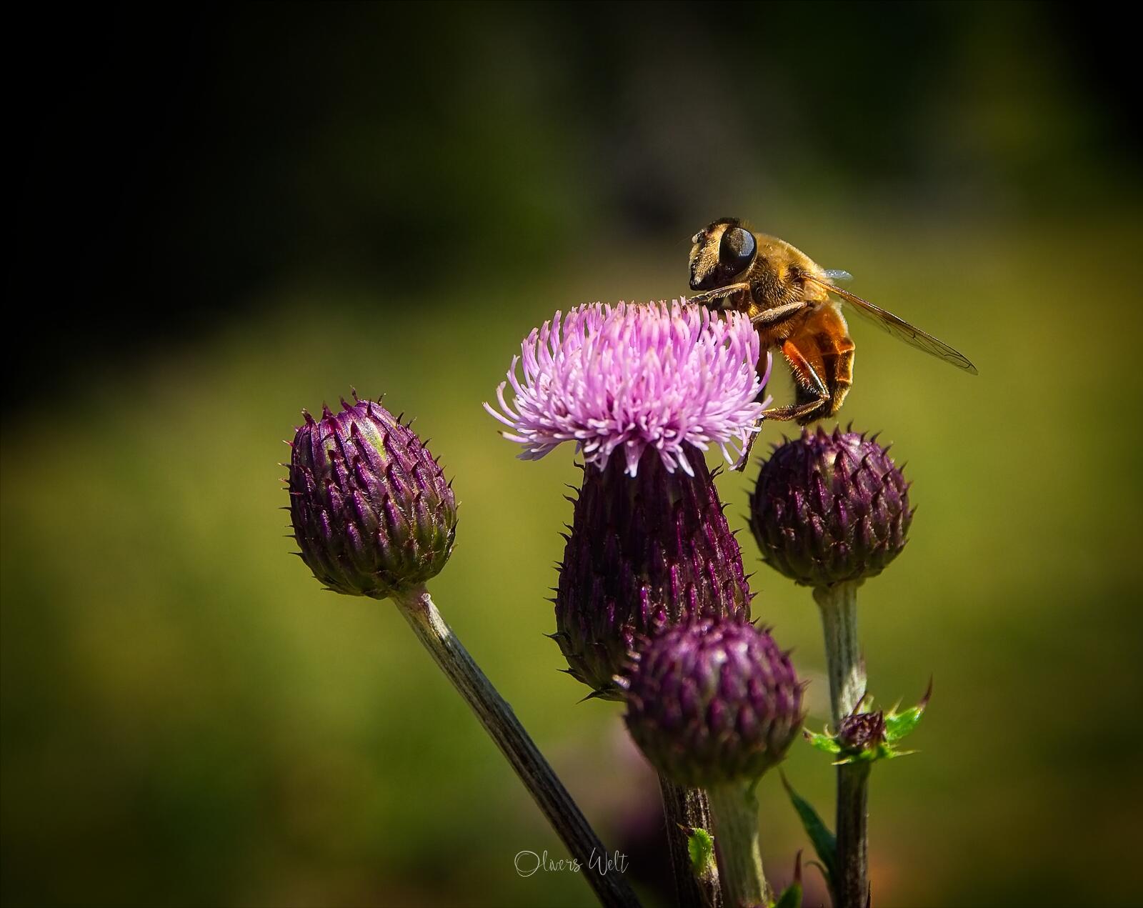 Bild ohne Beschreibung