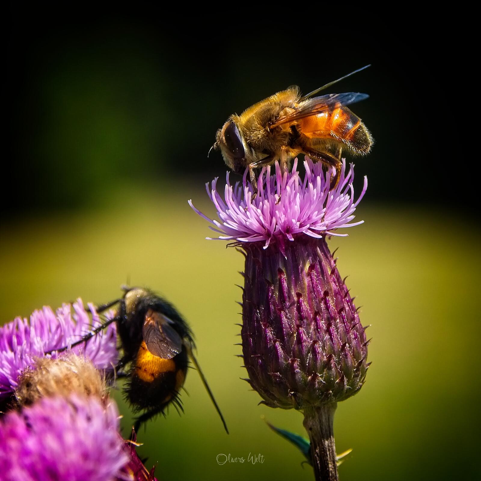 Bild ohne Beschreibung