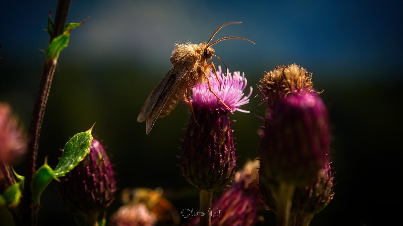 Bild ohne Beschreibung