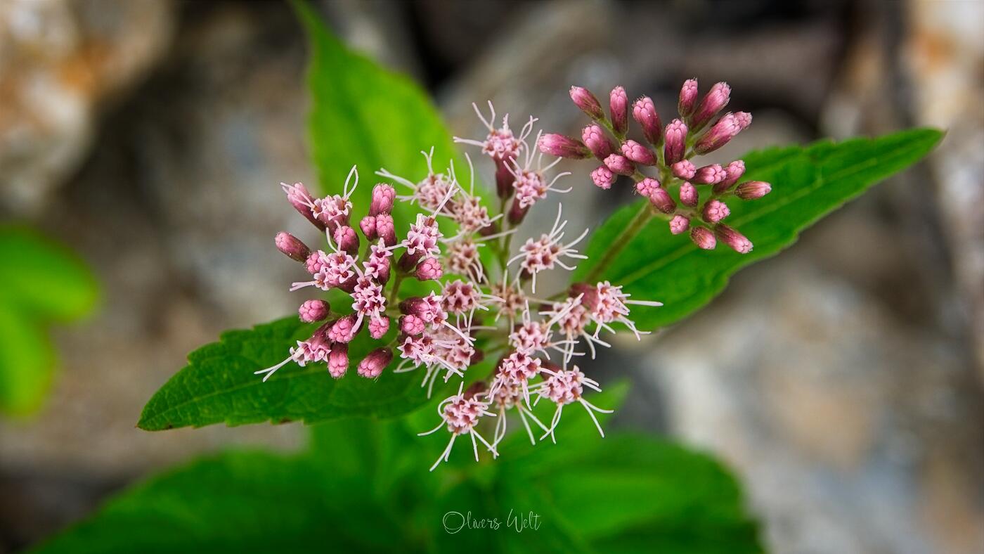 Bild ohne Beschreibung Bild ohne Beschreibung