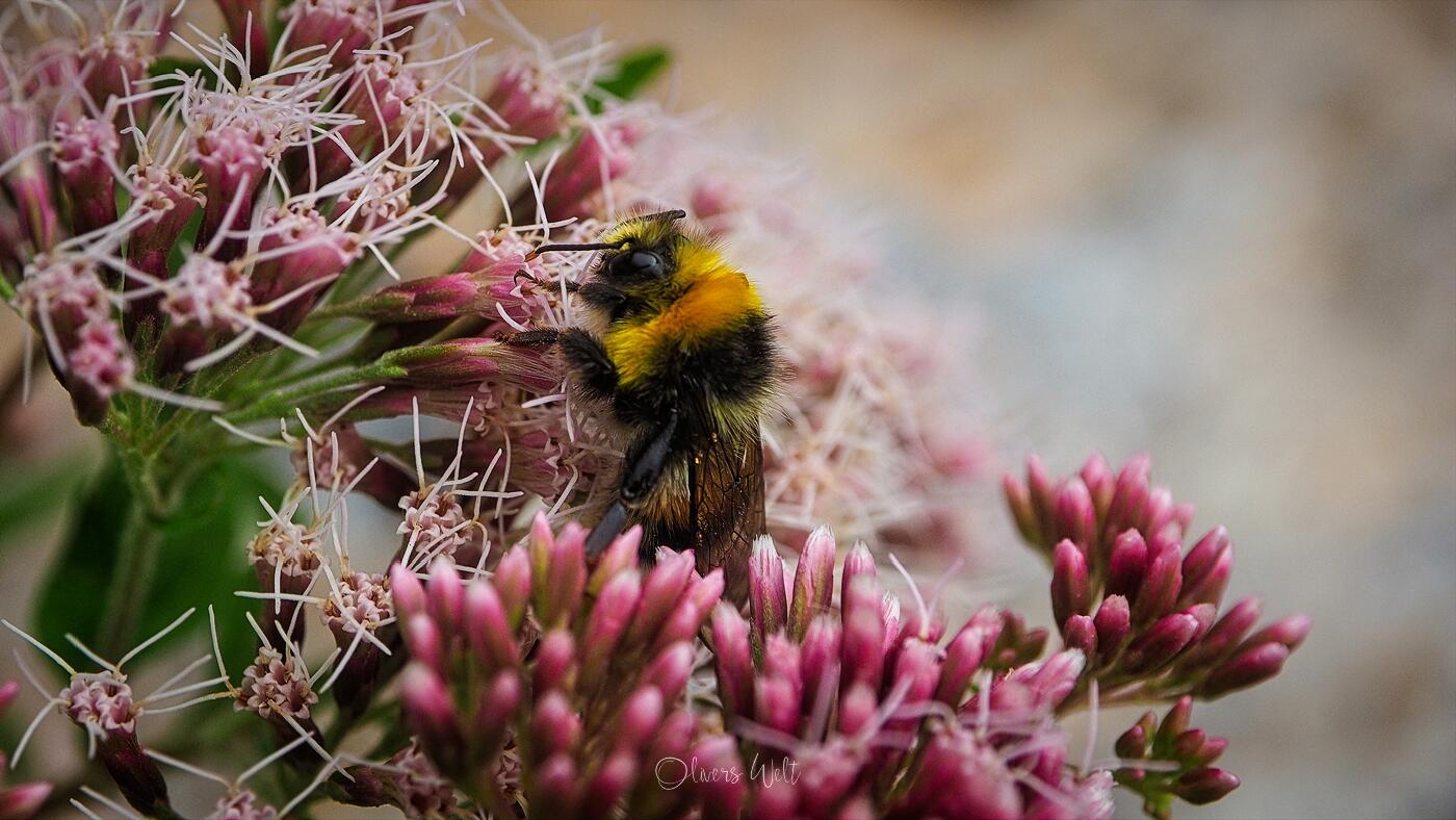 Bild ohne Beschreibung Bild ohne Beschreibung