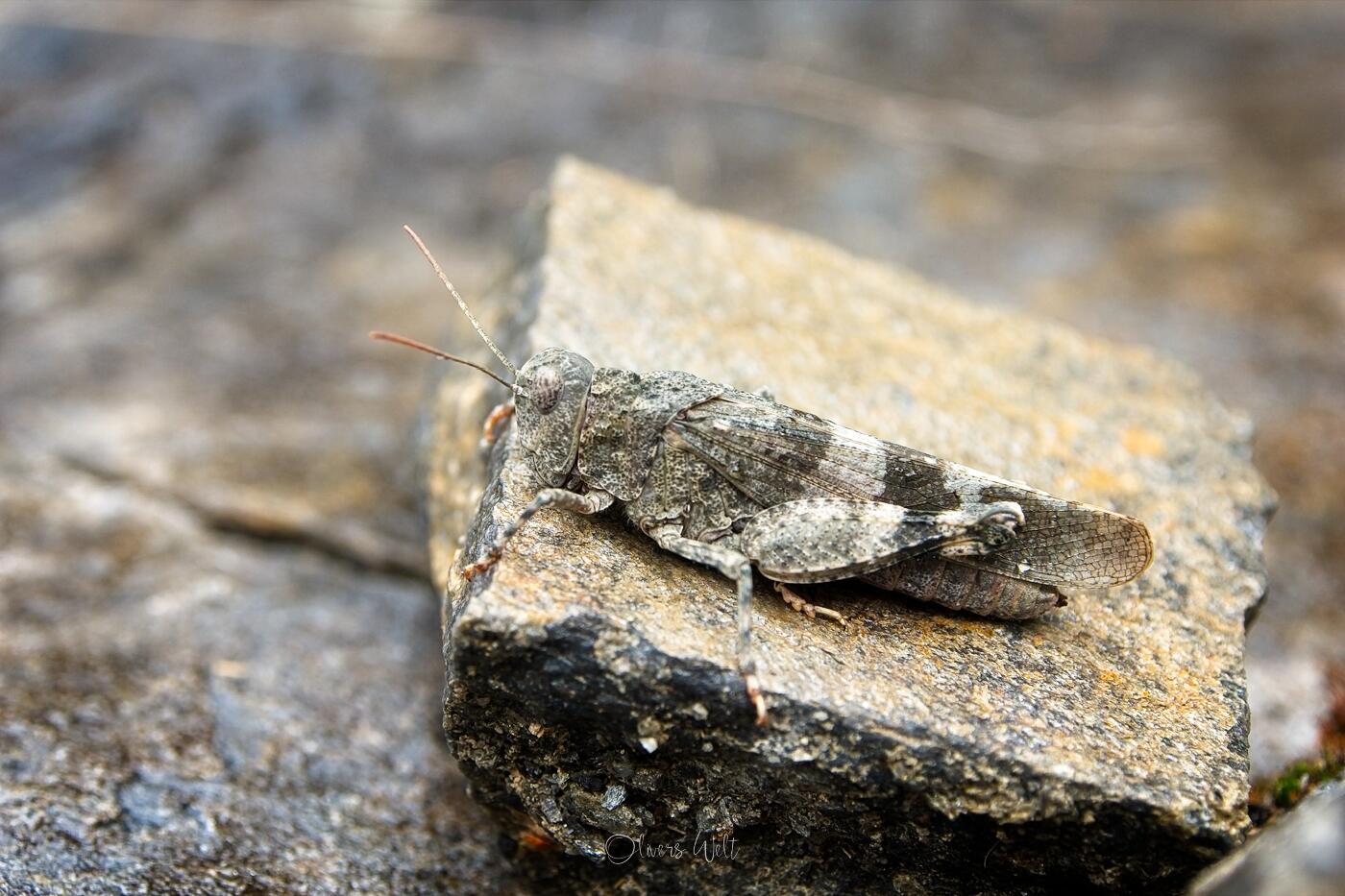 Bild ohne Beschreibung Bild ohne Beschreibung